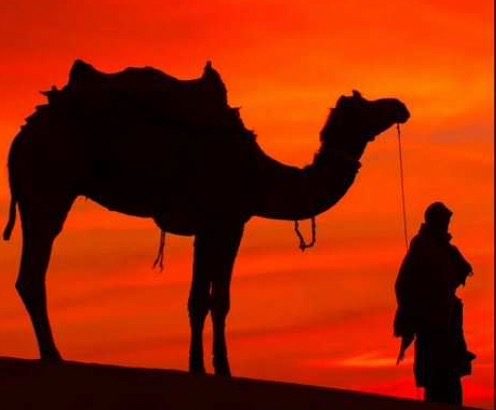 camello-atardecer-frontera-arabia