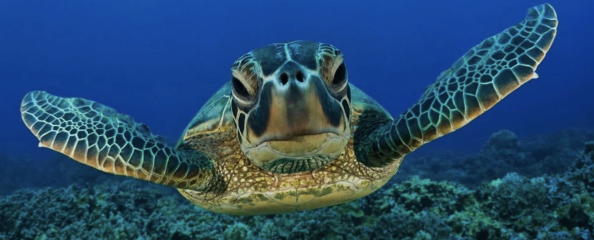 tortuga buceo snorkel mar rojo arabia jeddah