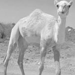 camello desierto arabia aventura visita arabia